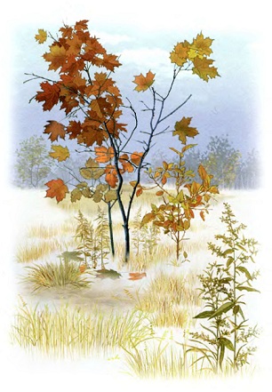 сказки андерсена, снежная королева, снежная королева сказка, снежная королева смотреть онлайн сказки андерсена, снежная королева, снежная королева сказка, снежная королева смотреть онлайн