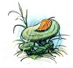 лесной плакунчик, плакунчик, сказки сутеева, лесной плакунчик тимофей белозеров, картинки сутеева